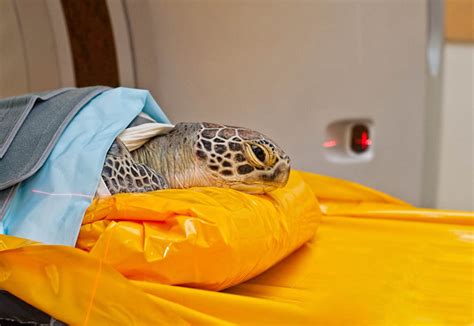 Sea Turtle Rehabilitation Image